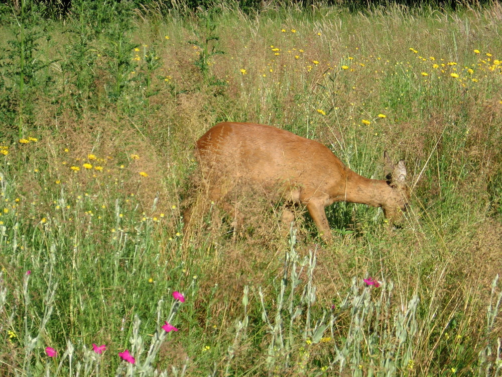 grasendes Reh auf einer Sommerwiese im Vogelsang