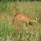 grasendes Reh auf einer Sommerwiese im Vogelsang