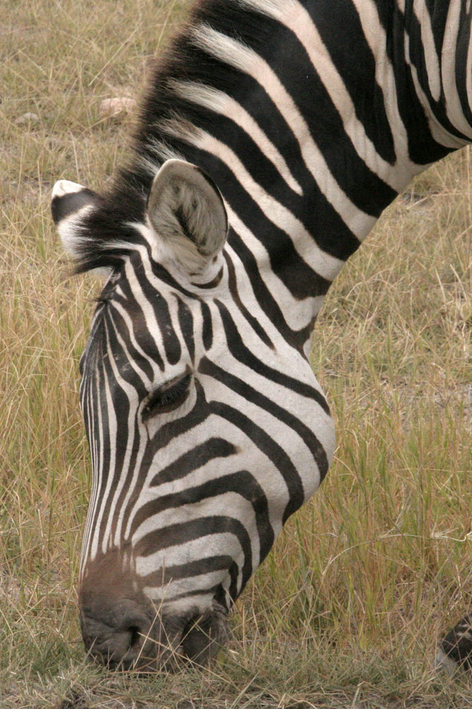 Grasendes Zebra