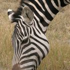 Grasendes Zebra