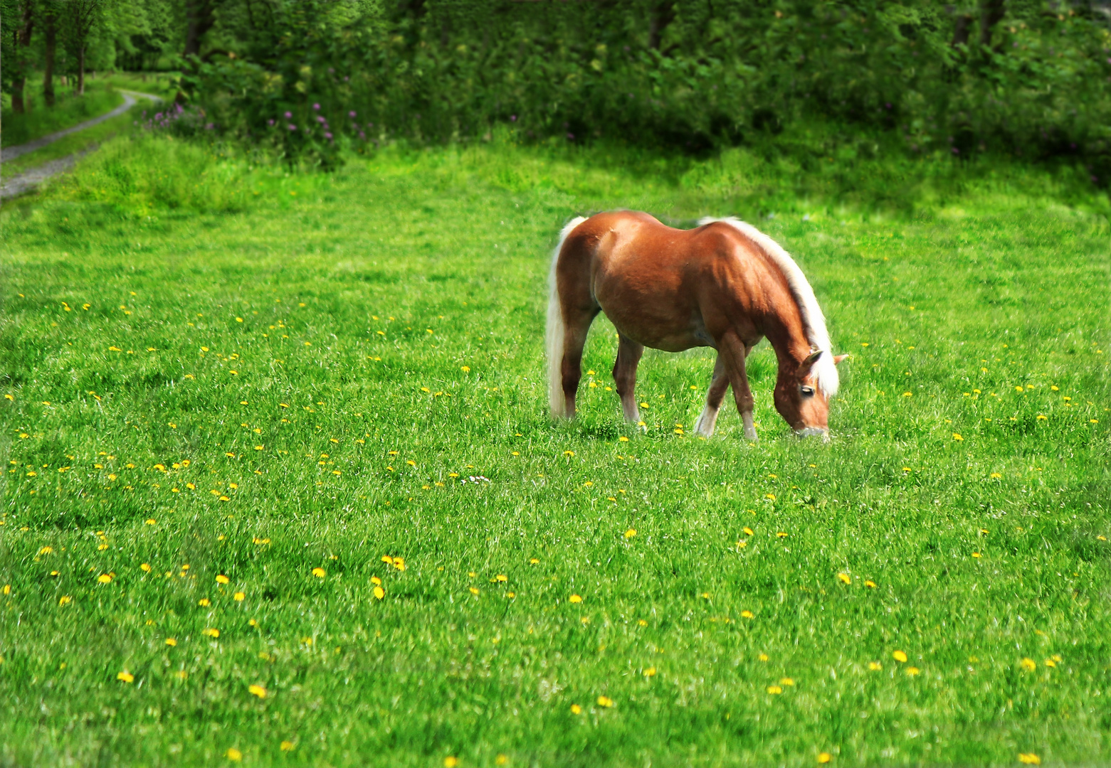 Grasenes Pferd