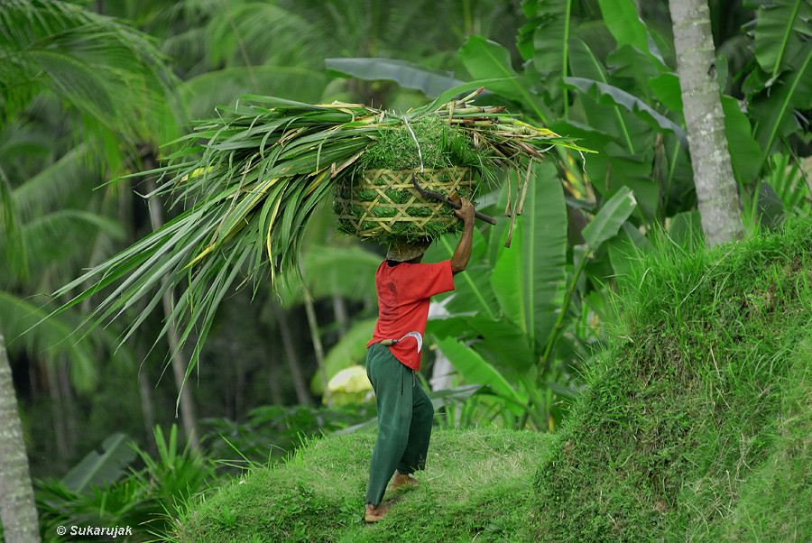 Grasernte, Bali / Indonesien