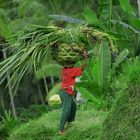 Grasernte, Bali / Indonesien