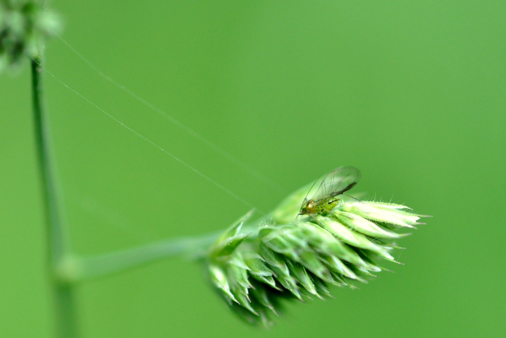 Grasfliege