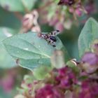 Grasfliege Geomyza tripunctata auf Oregano