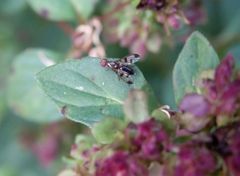 Grasfliege Geomyza tripunctata auf Oregano