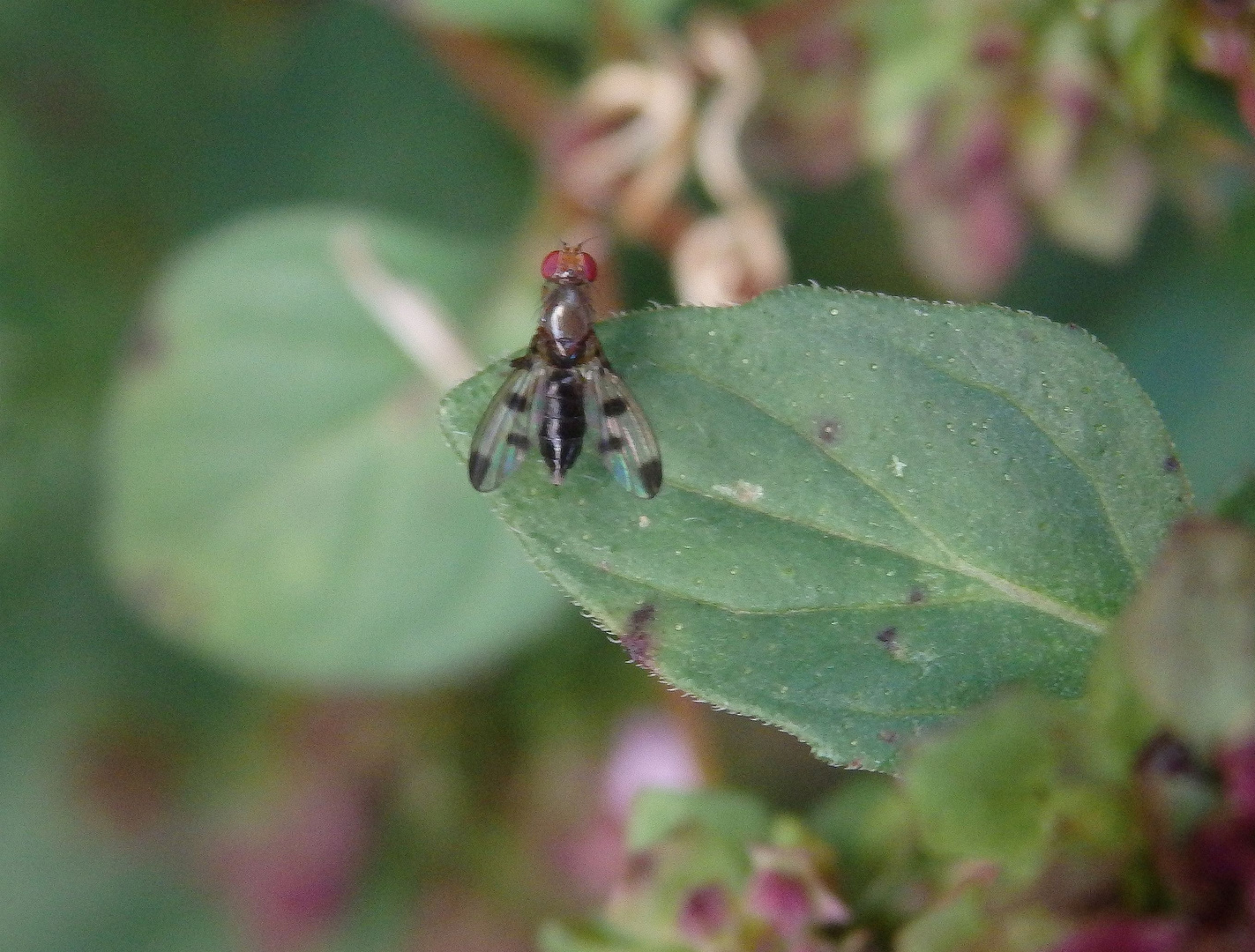 Grasfliege Geomyza tripunctata auf Oregano