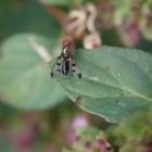 Grasfliege Geomyza tripunctata auf Oregano