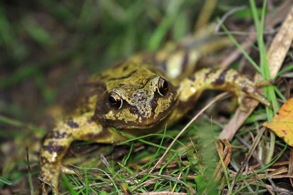 Grasfosch (Rana temporaria)