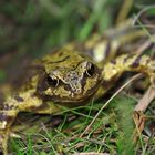 Grasfosch (Rana temporaria)