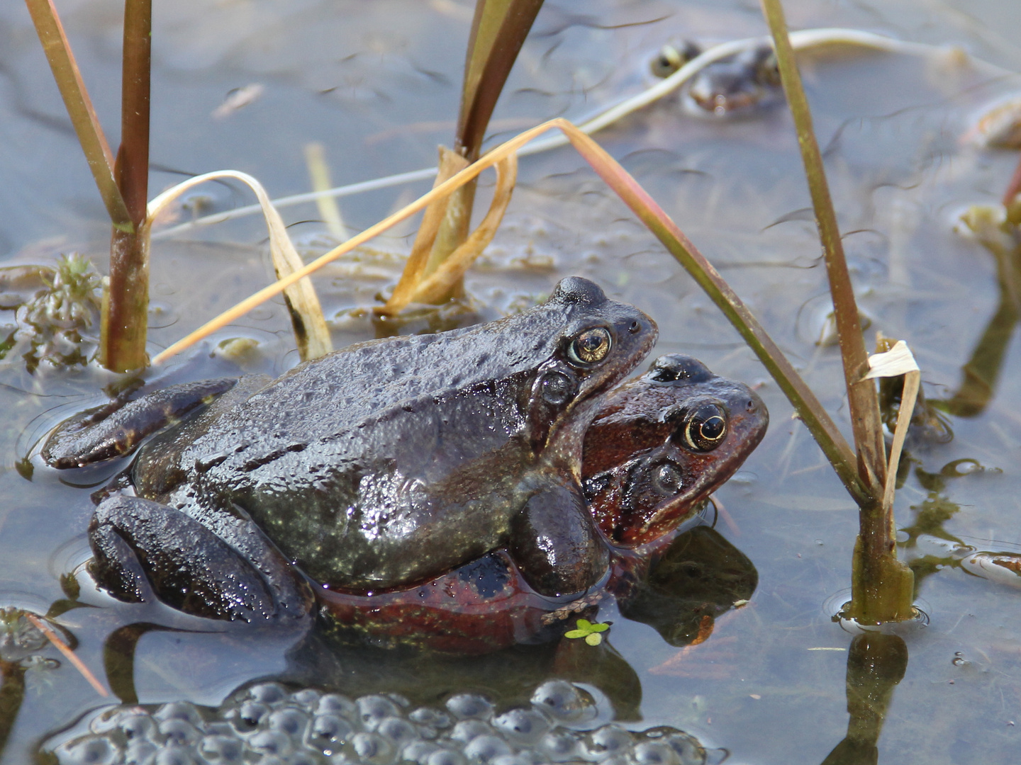 Grasfrösche beim Laichen