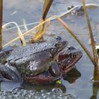 Grasfrösche beim Laichen