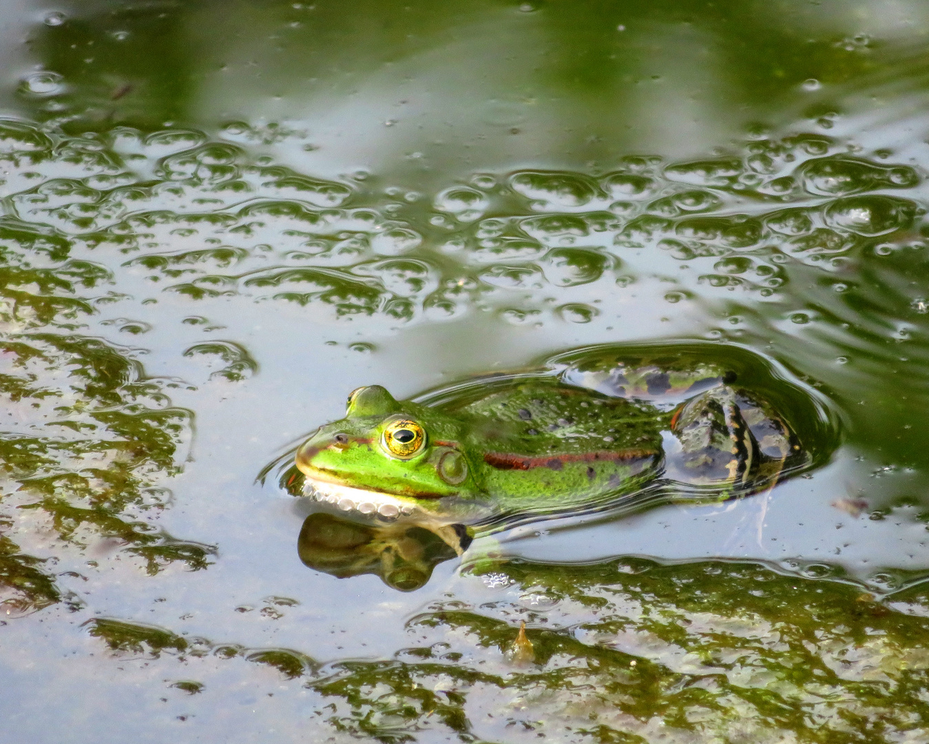 Grasfrosch ... Foto & Bild | sommer, outdoor, wasser Bilder auf ...