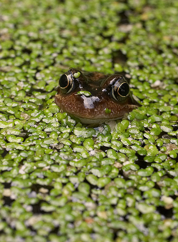 Grasfrosch