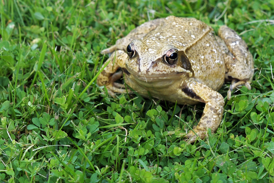 Grasfrosch