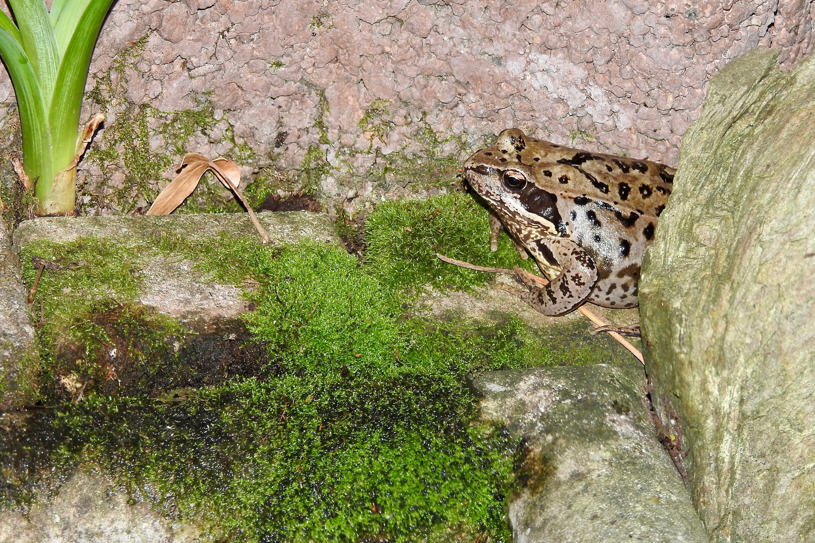 Grasfrosch