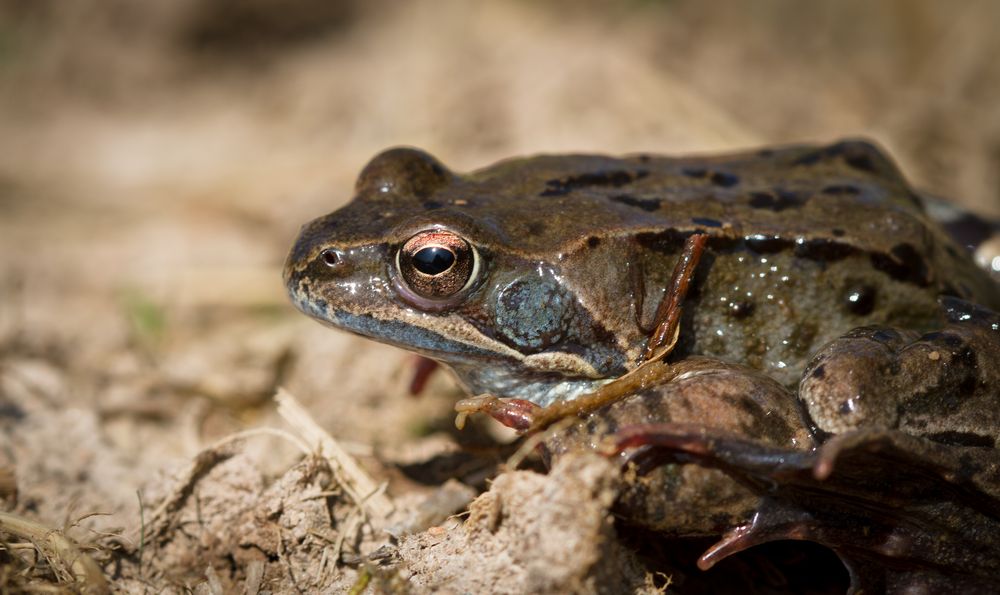 grasfrosch