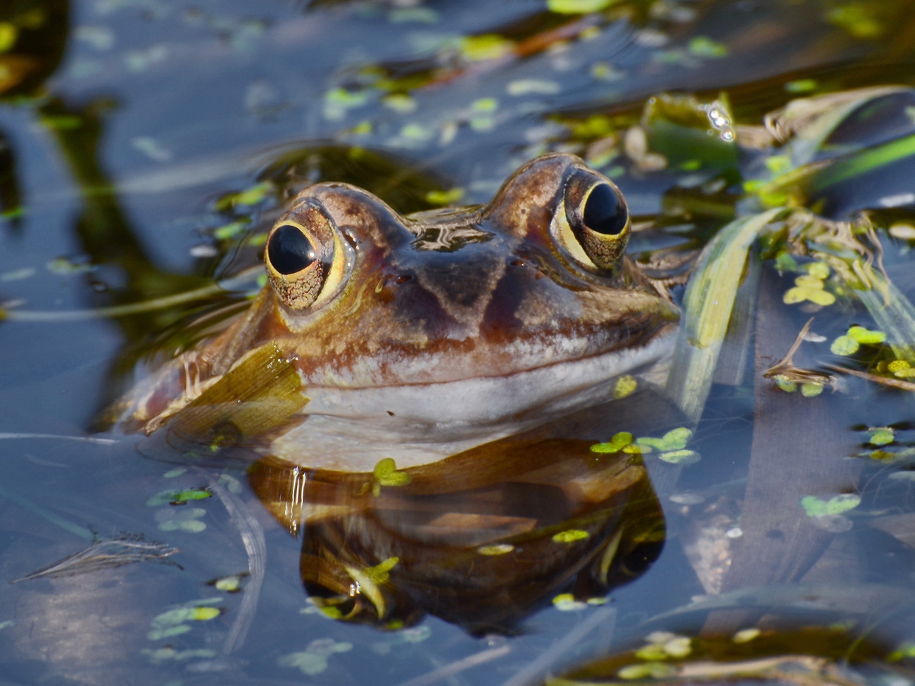 Grasfrosch