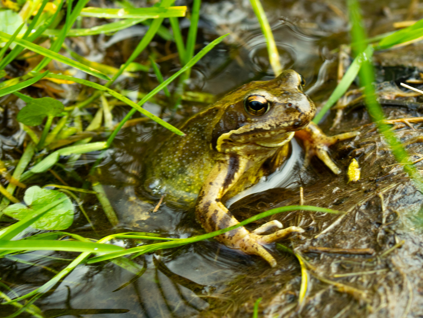 Grasfrosch