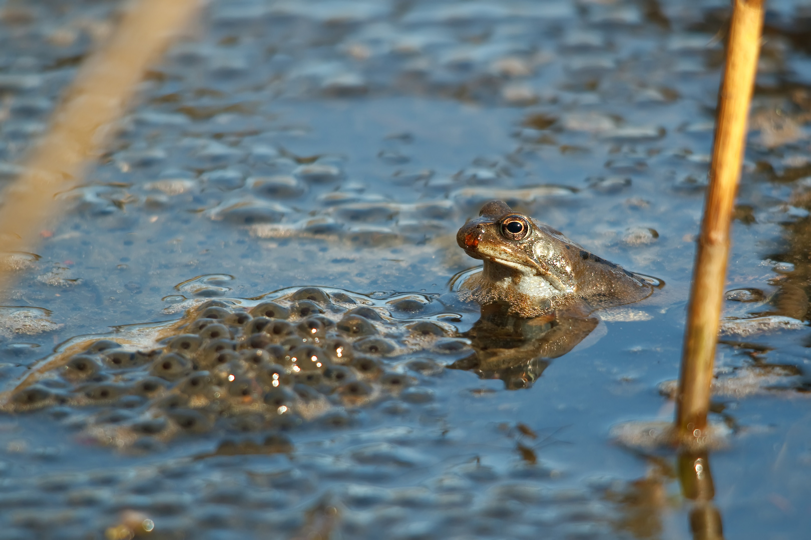 Grasfrosch 1/12