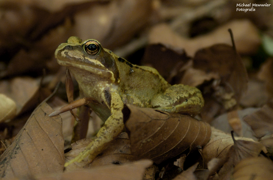 Grasfrosch