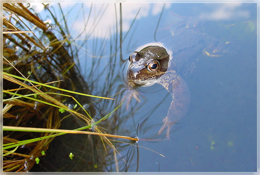 Grasfrosch