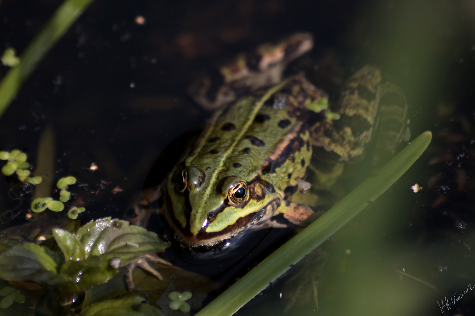 Grasfrosch