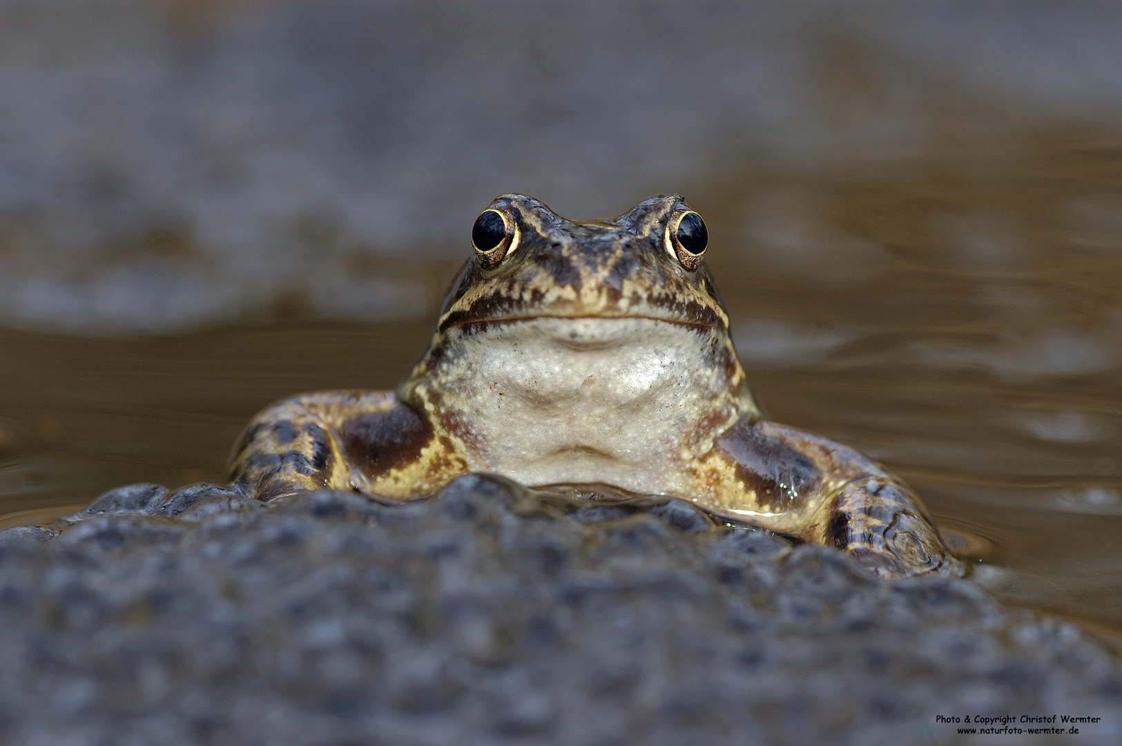 Grasfrosch