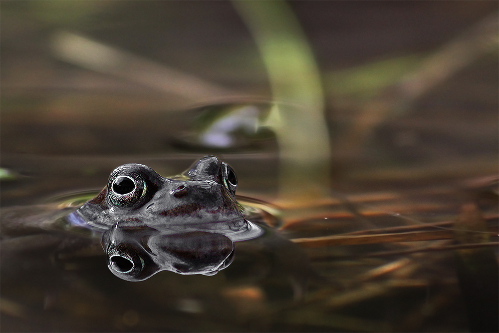 Grasfrosch