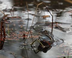 Grasfrosch