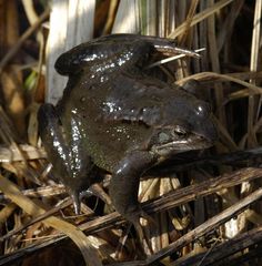 Grasfrosch