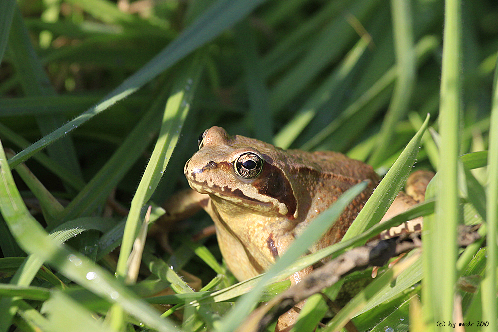 Grasfrosch 2