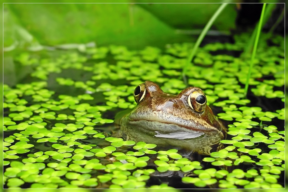 Grasfrosch 2