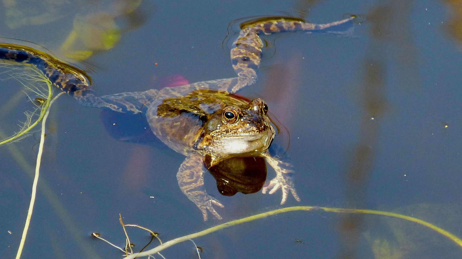 Grasfrosch 2