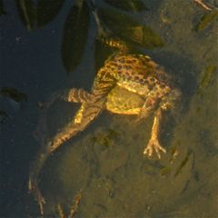 Grasfrosch 2 (Rana temporaria) nach der Überwinterung