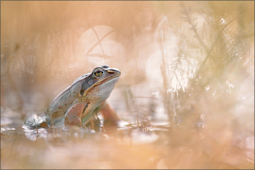 Grasfrosch 2014