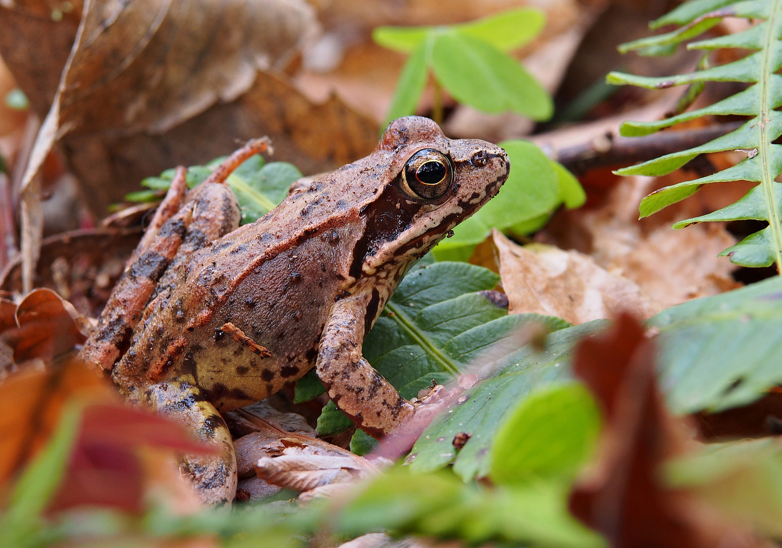 Grasfrosch