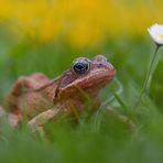 Grasfrosch