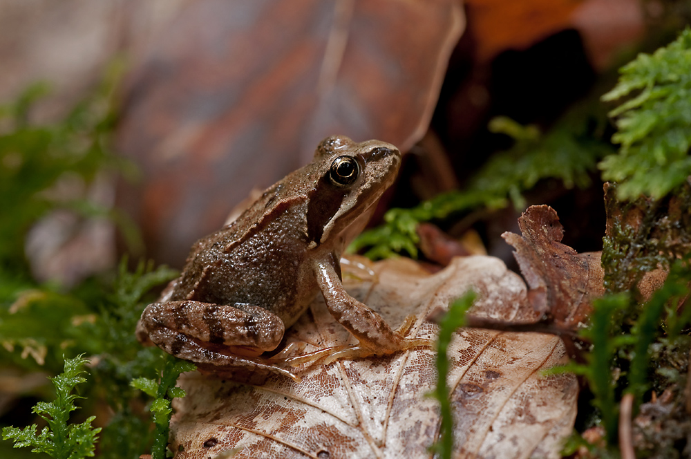 Grasfrosch