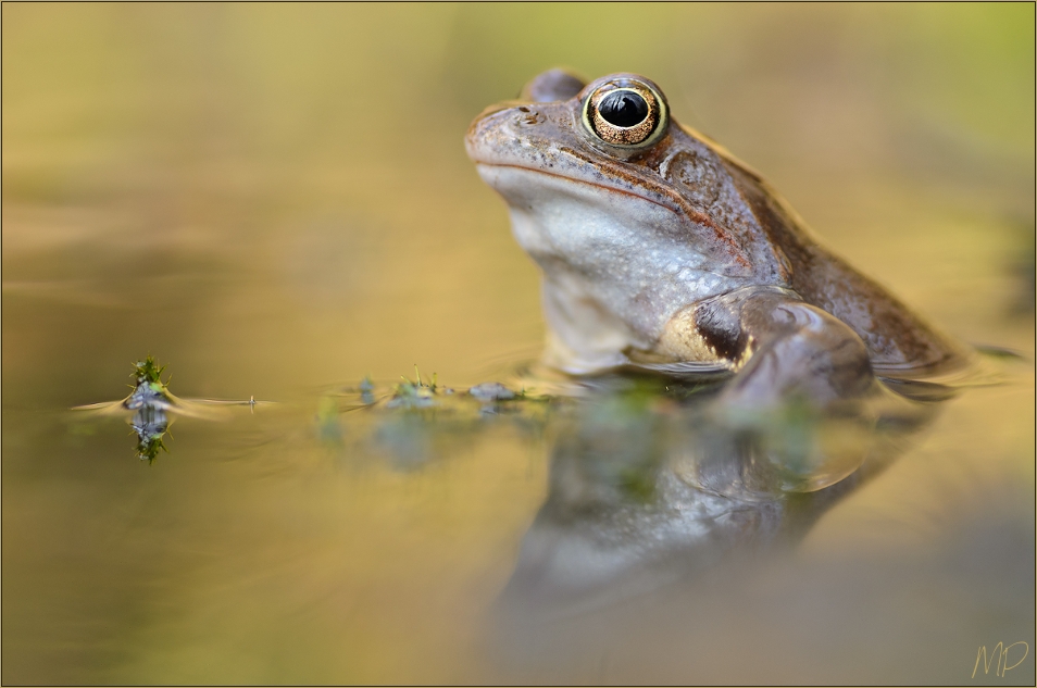 Grasfrosch