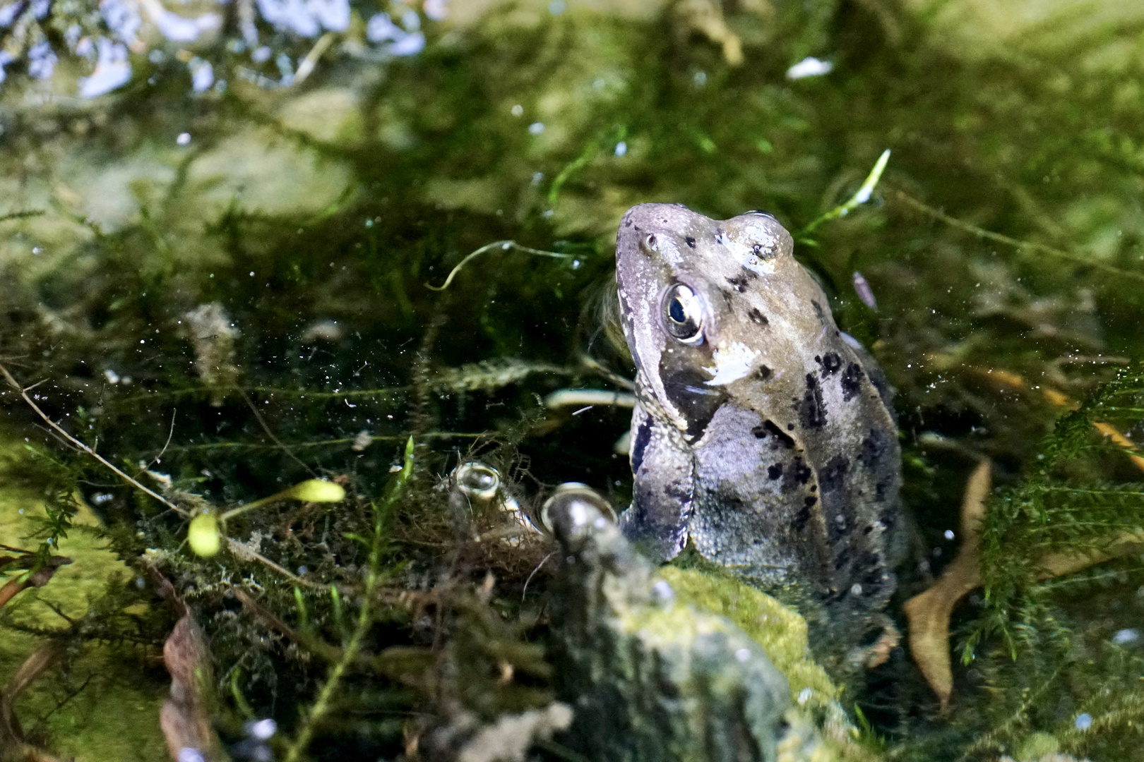 Grasfrosch