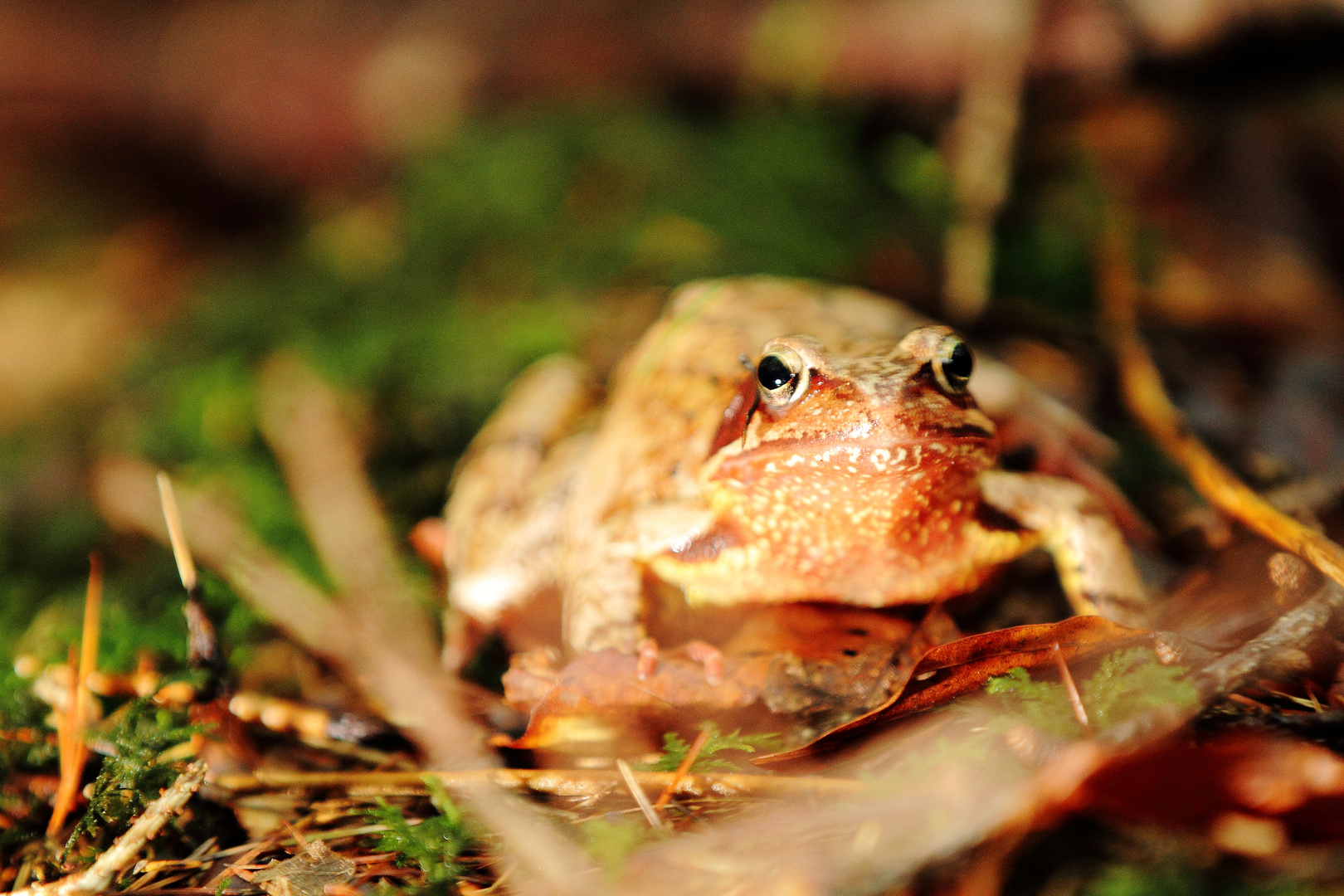 Grasfrosch