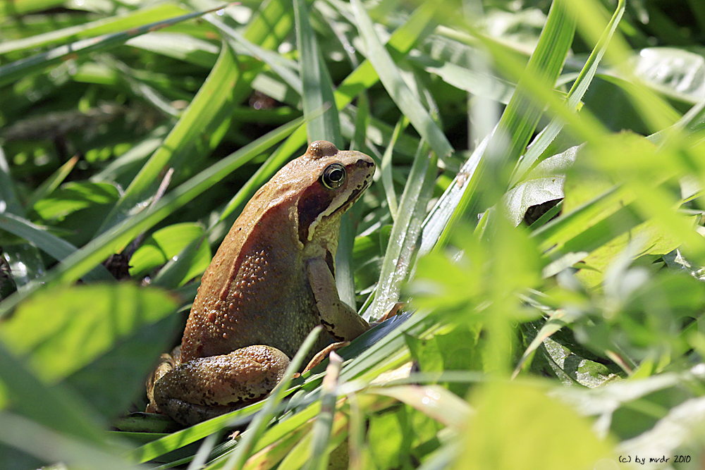 Grasfrosch