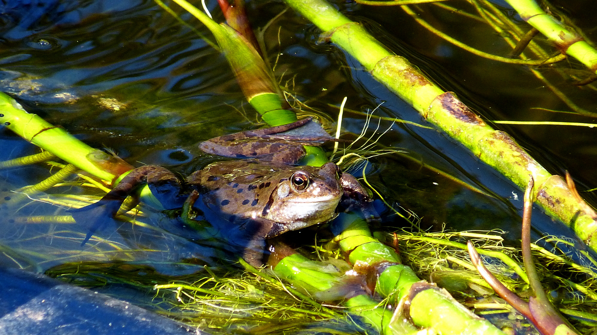 Grasfrosch 3