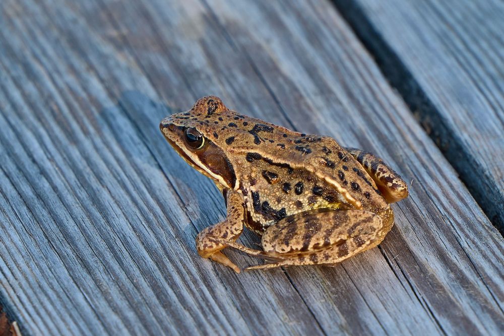 Grasfrosch Foto & Bild | tiere, wildlife, amphibien & reptilien Bilder