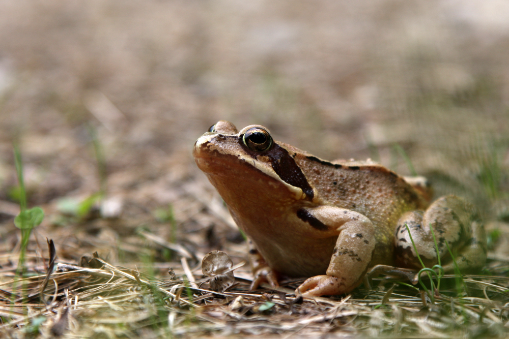 Grasfrosch