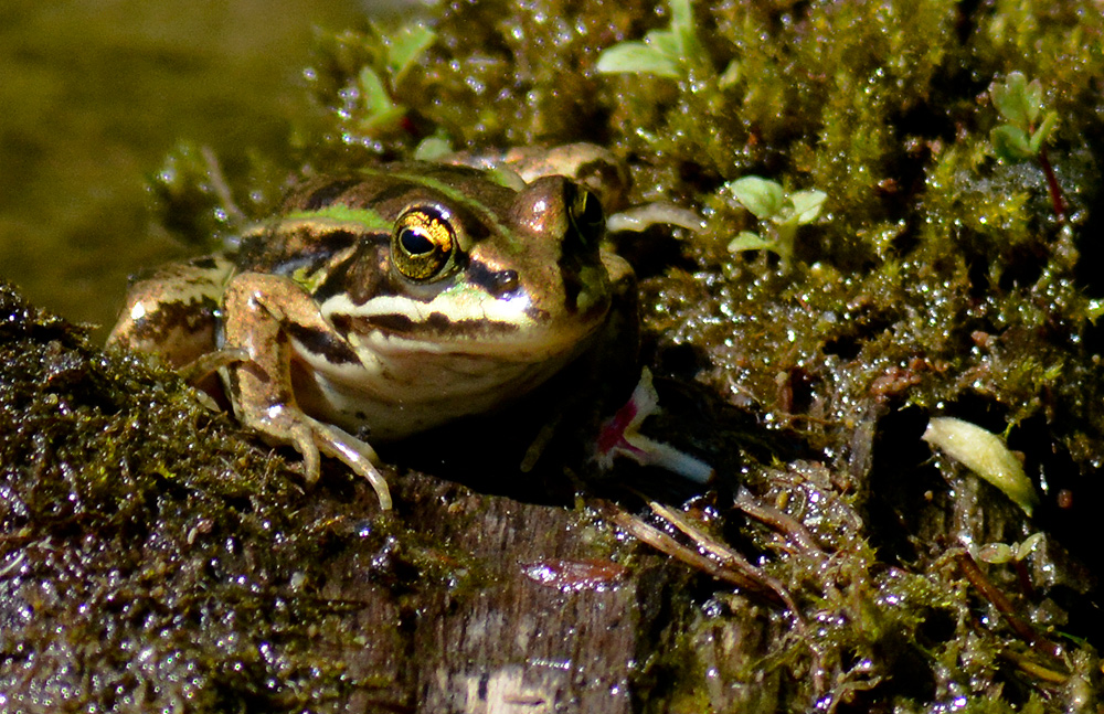 Grasfrosch