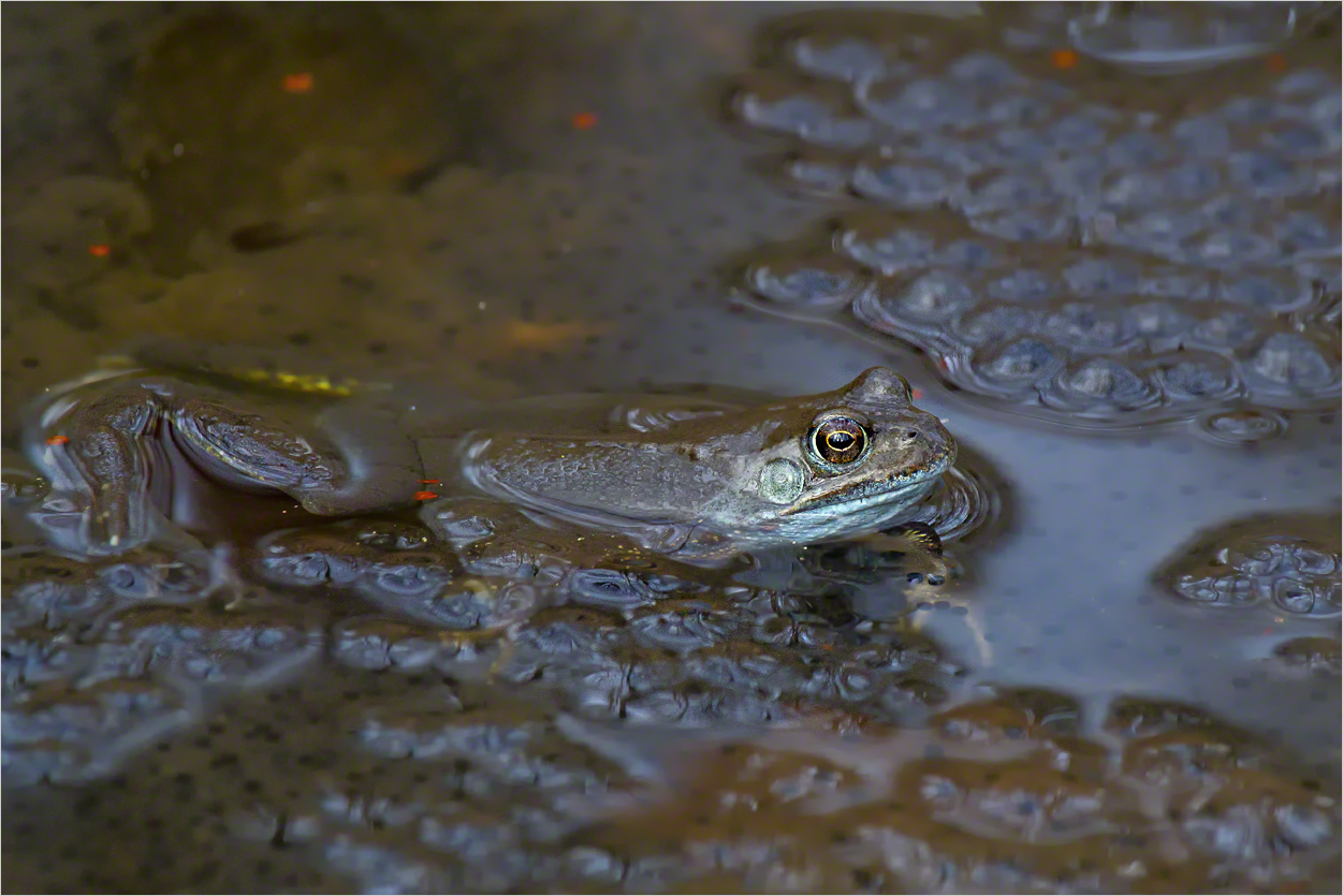 Grasfrosch