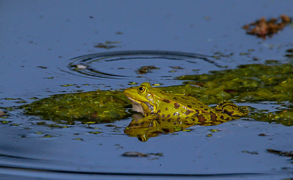 Grasfrosch