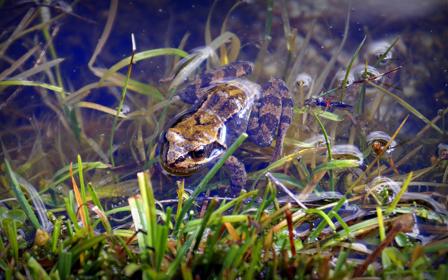 .grasfrosch